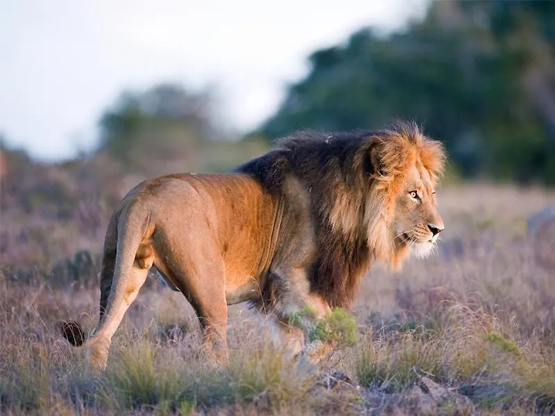 Bush Lodge- Amakhala Game Reserve Port Elizabeth 0*,  South Africa